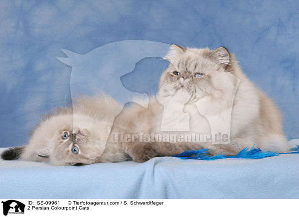 2 Persian Colourpoint Cats / SS-09961