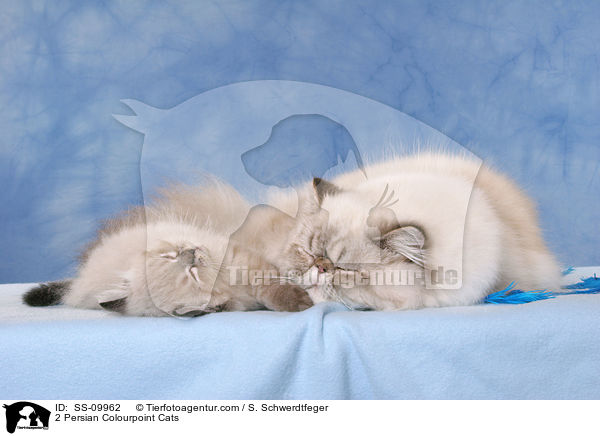 2 Persian Colourpoint Cats / SS-09962