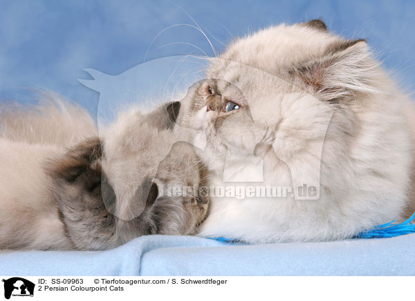 2 Persian Colourpoint Cats / SS-09963