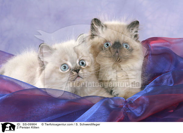 2 Persian Kitten / SS-09964