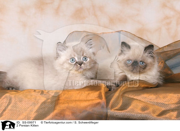 2 Perser Colourpoint Ktzchen / 2 Persian Kitten / SS-09971