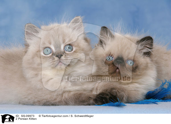 2 Perser Colourpoint Ktzchen / 2 Persian Kitten / SS-09973