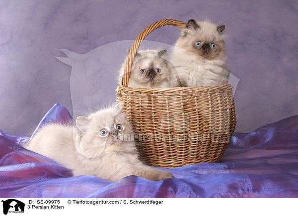 3 Persian Kitten / SS-09975