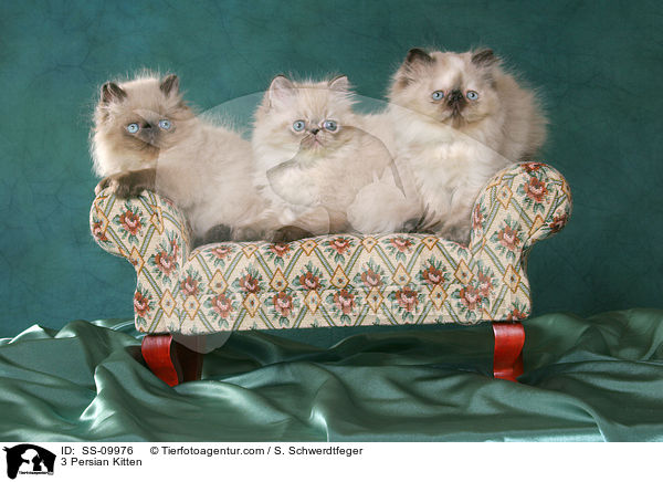 3 Persian Kitten / SS-09976