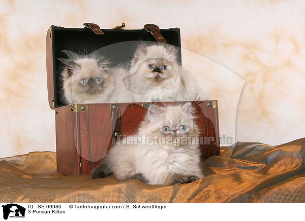 3 Persian Kitten / SS-09980