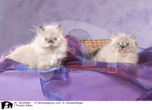 2 Perser Colourpoint Ktzchen / 2 Persian Kitten / SS-09982