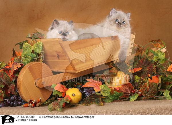 2 Perser Colourpoint Ktzchen in Herbstdeko / 2 Persian Kitten / SS-09989