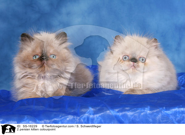 2 Perser Colourpoint Ktzchen / 2 persian kitten colourpoint / SS-16229