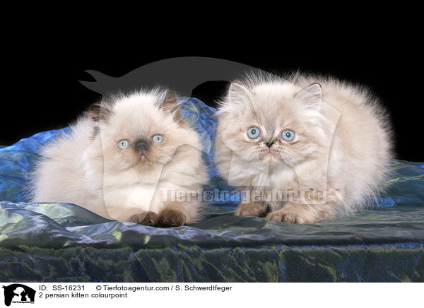 2 persian kitten colourpoint / SS-16231