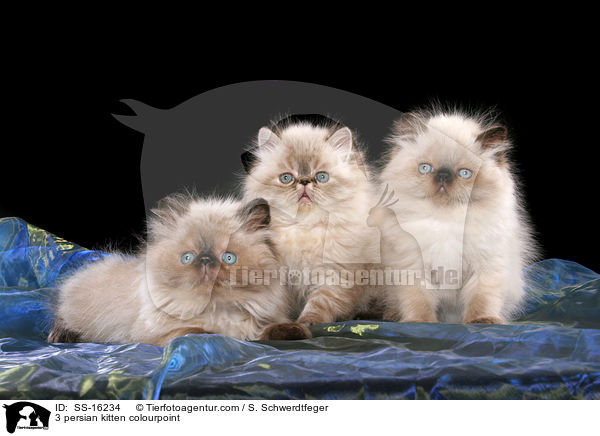 3 persian kitten colourpoint / SS-16234