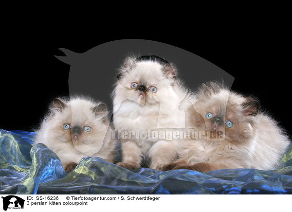 3 persian kitten colourpoint / SS-16236