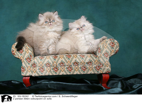 2 Perser Colourpoint Ktzchen auf Sofa / 2 persian kitten colourpoint on sofa / SS-16242