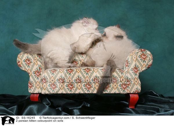 2 persian kitten colourpoint on sofa / SS-16245