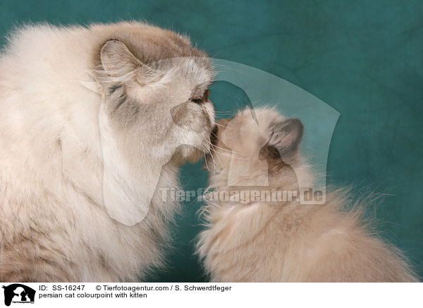 persian cat colourpoint with kitten / SS-16247