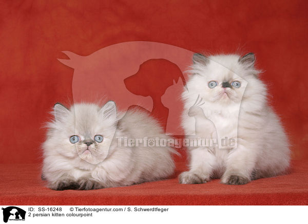 2 persian kitten colourpoint / SS-16248