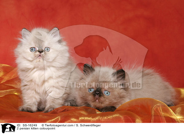 2 persian kitten colourpoint / SS-16249