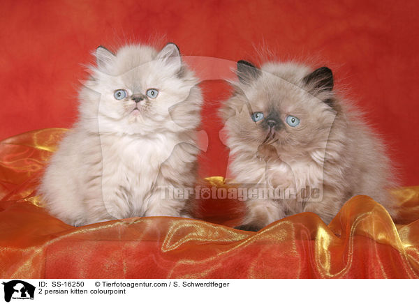 2 persian kitten colourpoint / SS-16250