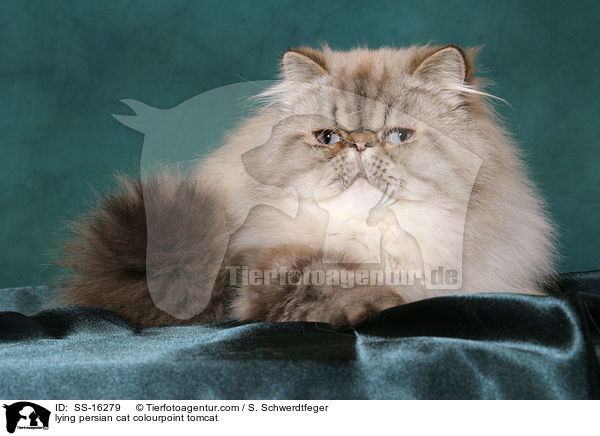 liegender Perser Colourpoint Kater / lying persian cat colourpoint tomcat / SS-16279