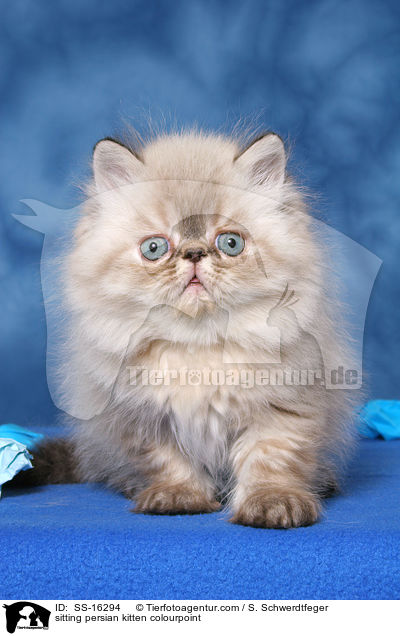 sitting persian kitten colourpoint / SS-16294