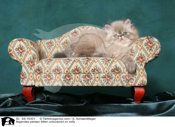 liegendes Perser Colourpoint Ktzchen auf Sofa / liegendes persian kitten colourpoint on sofa / SS-16301