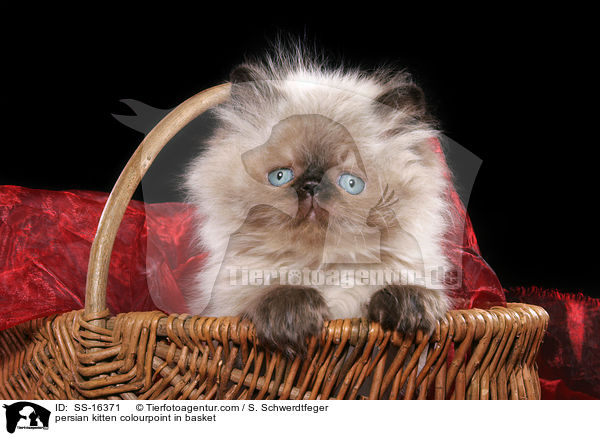 Perser Colourpoint Ktzchen im Krbchen / persian kitten colourpoint in basket / SS-16371