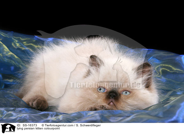 liegendes Perser Colourpoint Ktzchen / lying persian kitten colourpoint / SS-16373