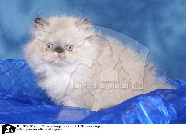 sitzendes Perser Colourpoint Ktzchen / sitting persian kitten colourpoint / SS-16390