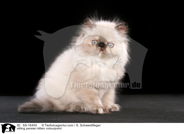 sitzendes Perser Colourpoint Ktzchen / sitting persian kitten colourpoint / SS-16400