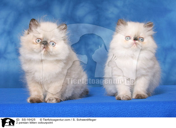 2 persian kitten colourpoint / SS-16425