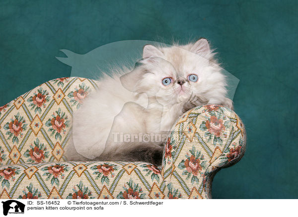 Perser Colourpoint Ktzchen auf Sofa / persian kitten colourpoint on sofa / SS-16452