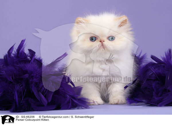 Perser Colourpoint Kitten / SS-46206