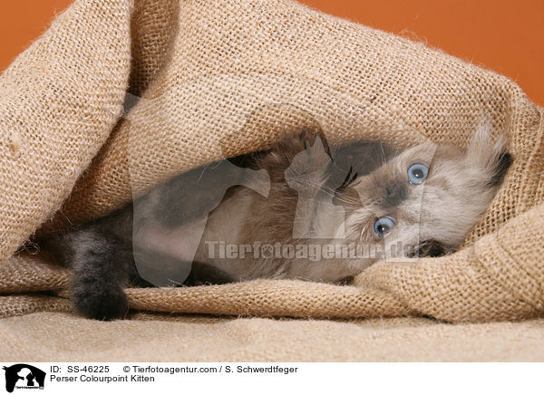 Perser Colourpoint Ktzchen / Perser Colourpoint Kitten / SS-46225