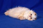 lying persian cat