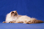 lying persian cat