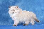 standing persian kitten colourpoint