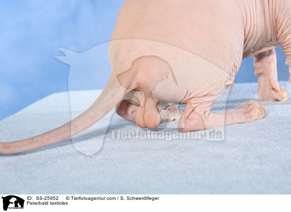 Peterbald Hoden / Peterbald testicles / SS-25952