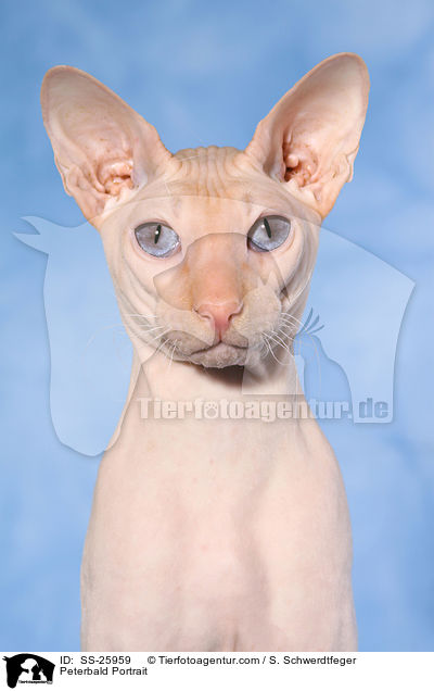 Peterbald Portrait / Peterbald Portrait / SS-25959