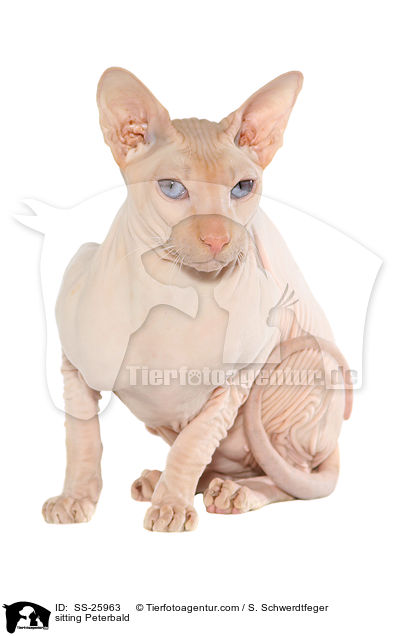 sitzende Peterbald / sitting Peterbald / SS-25963