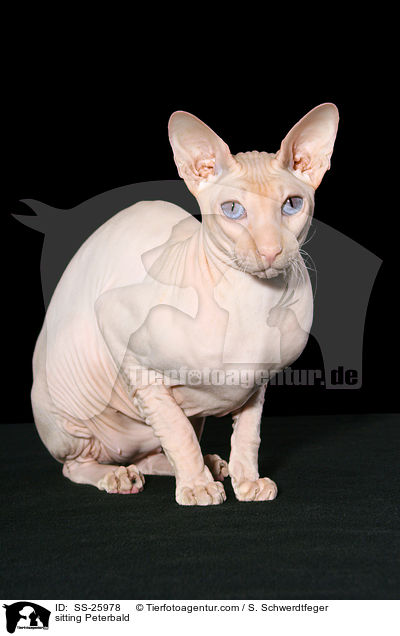 sitzende Peterbald / sitting Peterbald / SS-25978