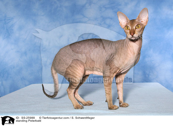 stehende Peterbald / standing Peterbald / SS-25988