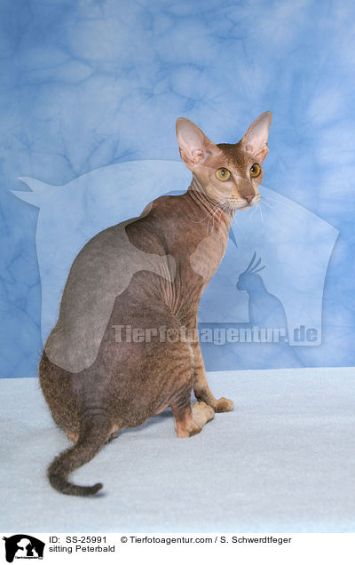 sitzende Peterbald / sitting Peterbald / SS-25991