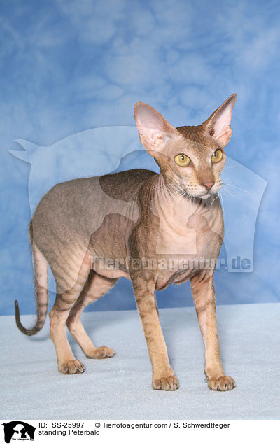 stehende Peterbald / standing Peterbald / SS-25997