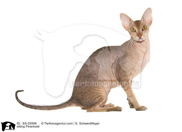 sitzende Peterbald / sitting Peterbald / SS-25998