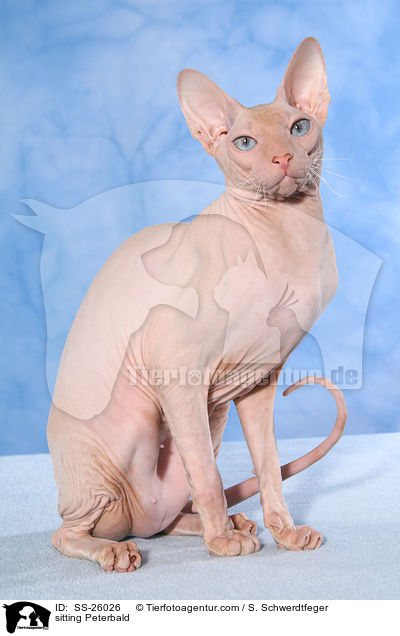 sitzende Peterbald / sitting Peterbald / SS-26026