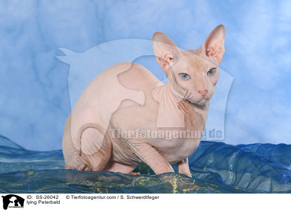 liegende Peterbald / lying Peterbald / SS-26042