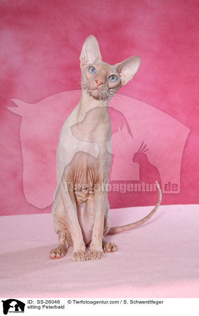 sitzende Peterbald / sitting Peterbald / SS-26046