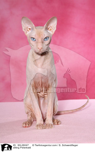 sitzende Peterbald / sitting Peterbald / SS-26047