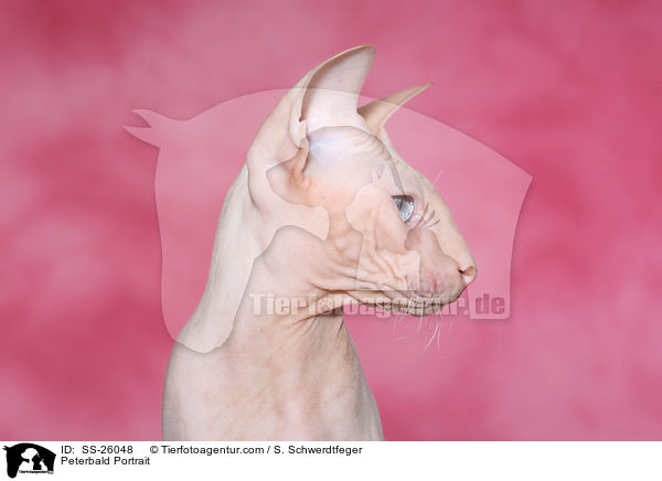 Peterbald Portrait / Peterbald Portrait / SS-26048