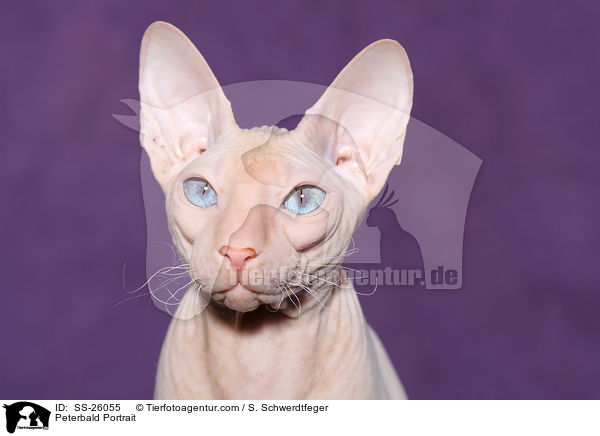 Peterbald Portrait / Peterbald Portrait / SS-26055