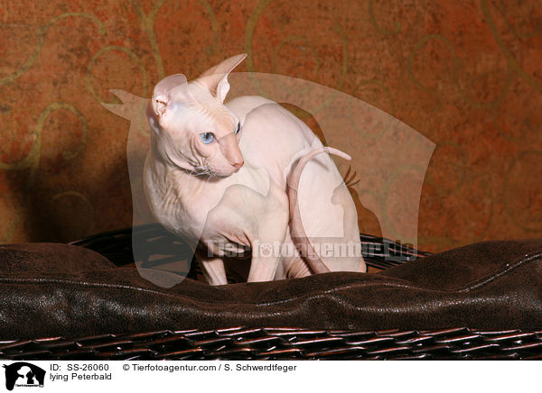 liegende Peterbald / lying Peterbald / SS-26060